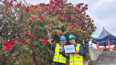 百里杜鹃迎来最“燃”花季贵州移动用硬核网络